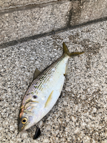 コノシロの釣果