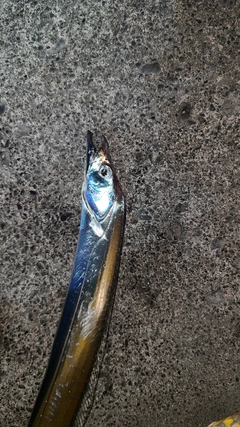 タチウオの釣果