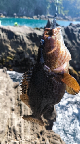 ホウセキハタの釣果