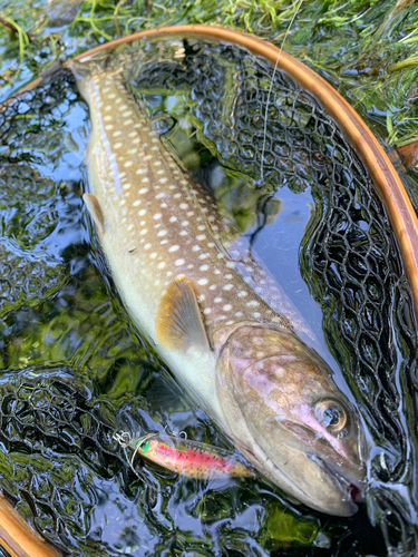 アメマスの釣果