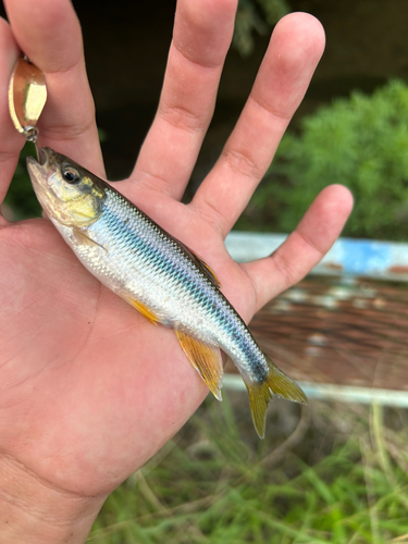 カワムツの釣果