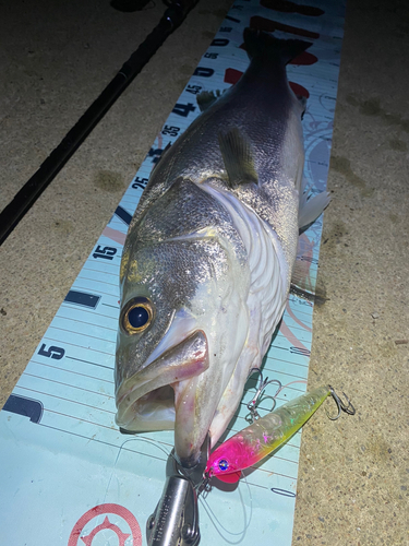 シーバスの釣果