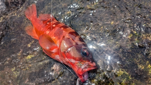 アカハタの釣果