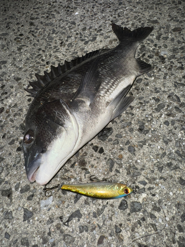 チヌの釣果