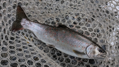 アマゴの釣果