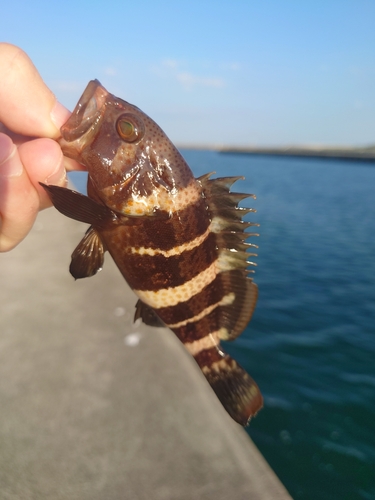 キジハタの釣果