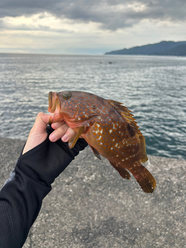 キジハタの釣果