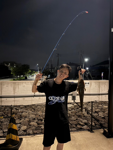 マゴチの釣果