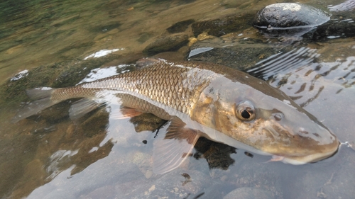 ニゴイの釣果