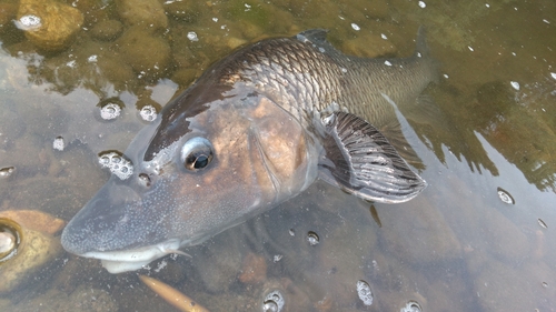 ニゴイの釣果