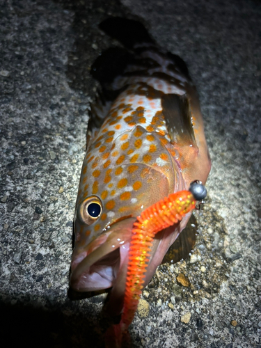 キジハタの釣果