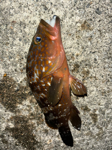 キジハタの釣果