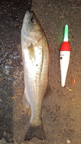 セイゴ（マルスズキ）の釣果