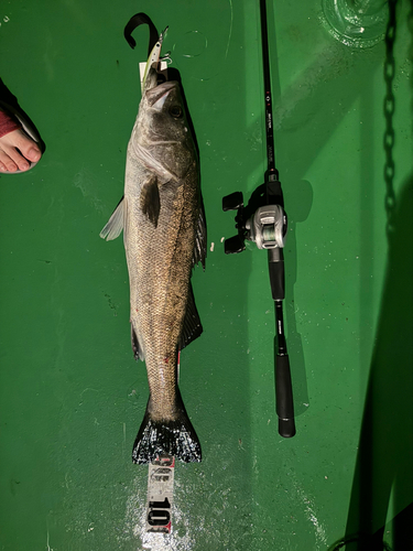 シーバスの釣果