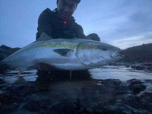 ブリの釣果