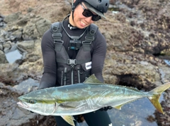 ブリの釣果