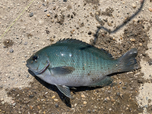 メジナの釣果