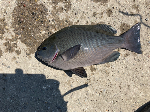 メジナの釣果