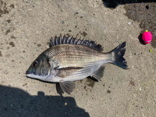 クロダイの釣果