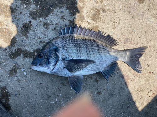 クロダイの釣果