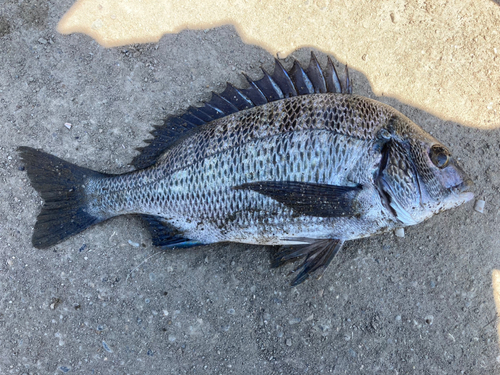 クロダイの釣果