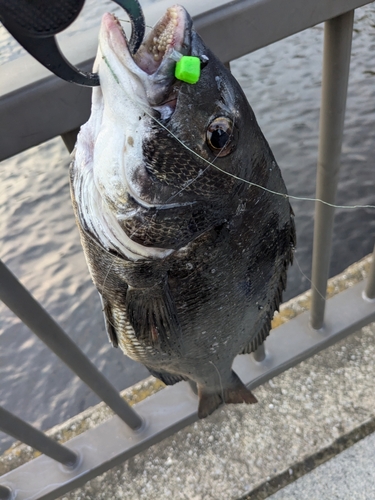 クロダイの釣果