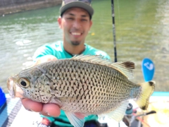 オオクチユゴイの釣果