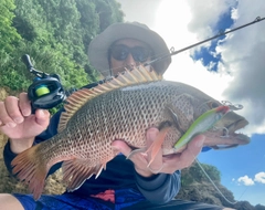 ゴマフエダイの釣果