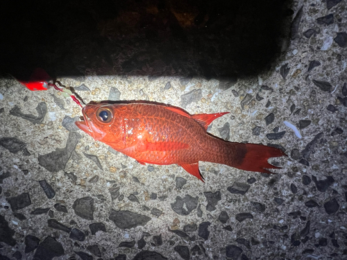 イシモチの釣果