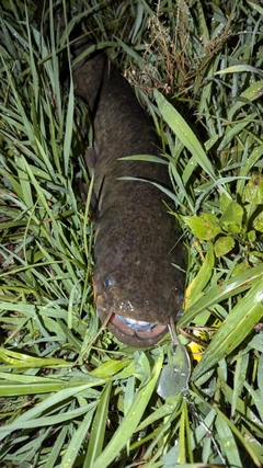 ナマズの釣果