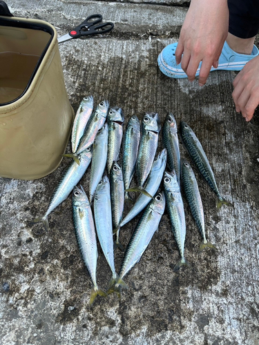 サバの釣果