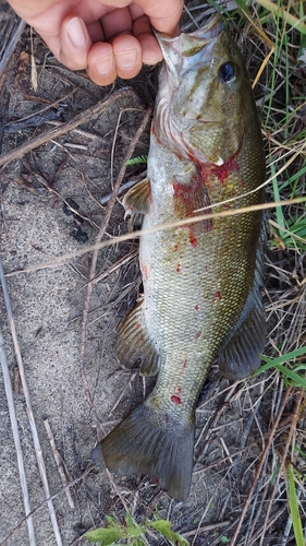 スモールマウスバスの釣果