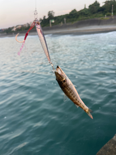 カマスの釣果