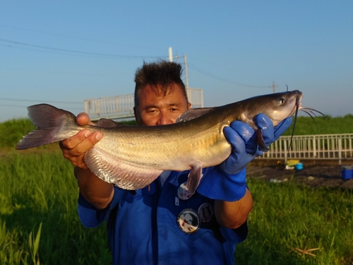 アメリカナマズの釣果