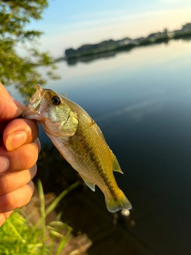 ラージマウスバスの釣果