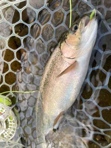 ニジマスの釣果