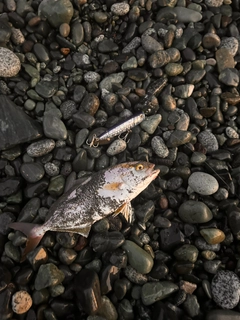 ショゴの釣果