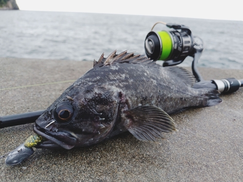 クロソイの釣果