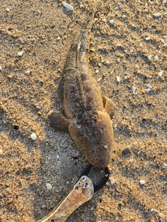 マゴチの釣果