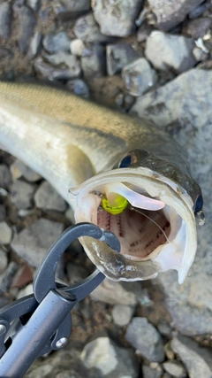 スズキの釣果