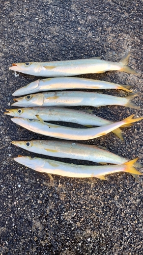 カマスの釣果