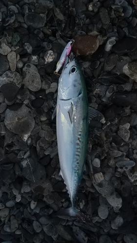 ソウダガツオの釣果