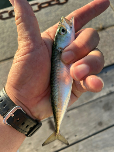 サバの釣果