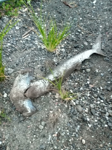 シュモクザメの釣果