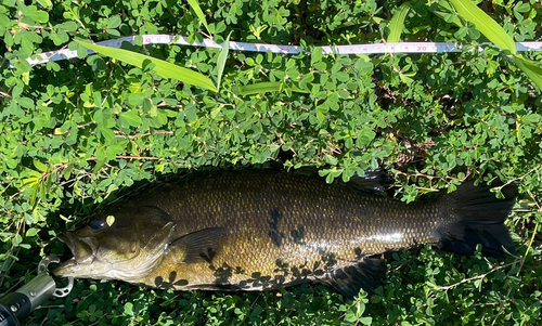 スモールマウスバスの釣果