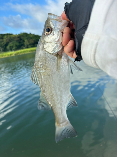 セイゴ（ヒラスズキ）の釣果