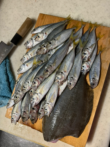 アジの釣果