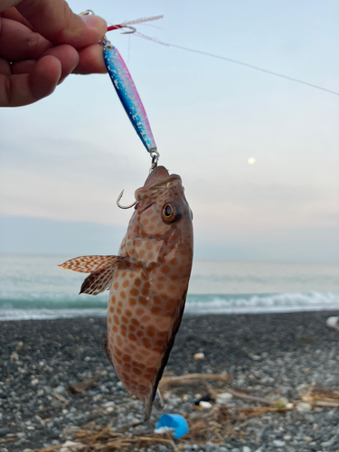 オオモンハタの釣果