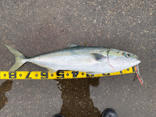 ブリの釣果