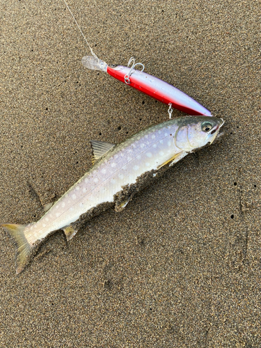 アメマスの釣果